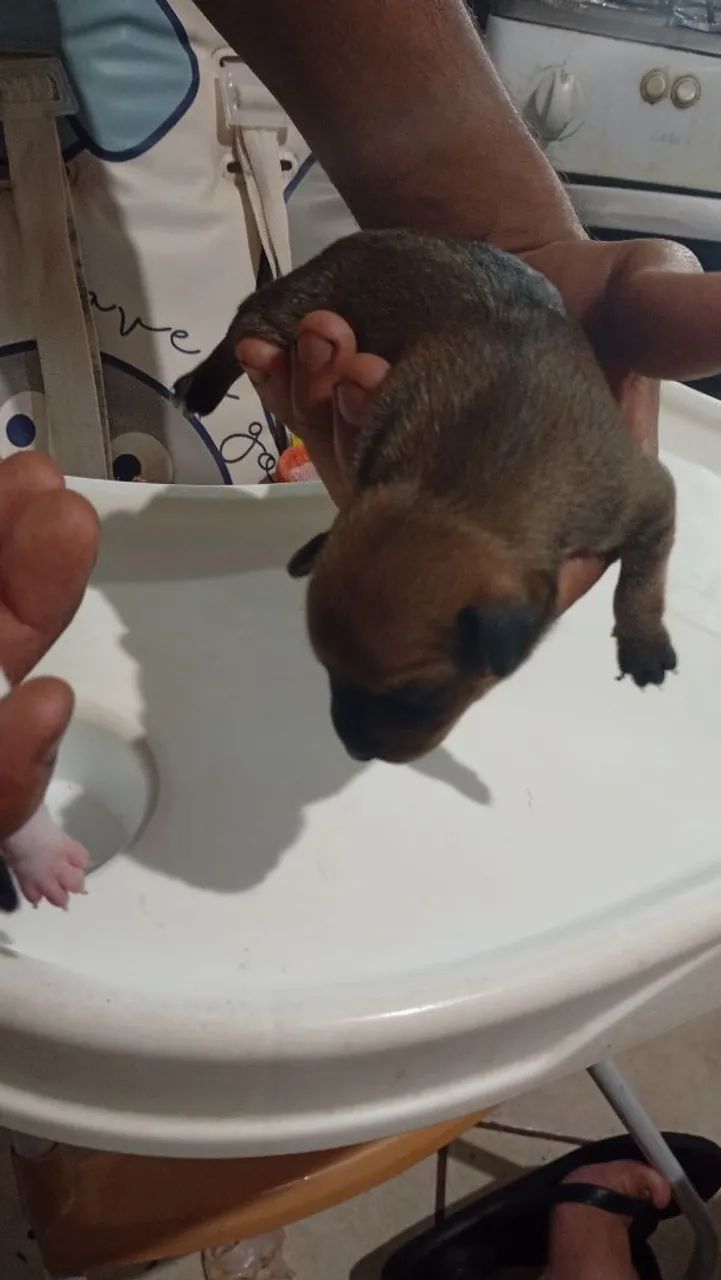 Pinscher 1 - Foto 4