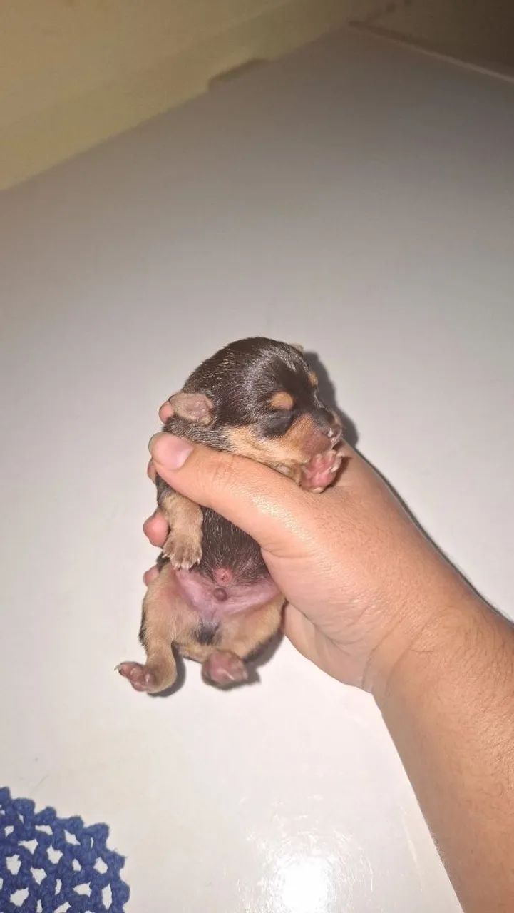 Pinscher macho  - Foto 3
