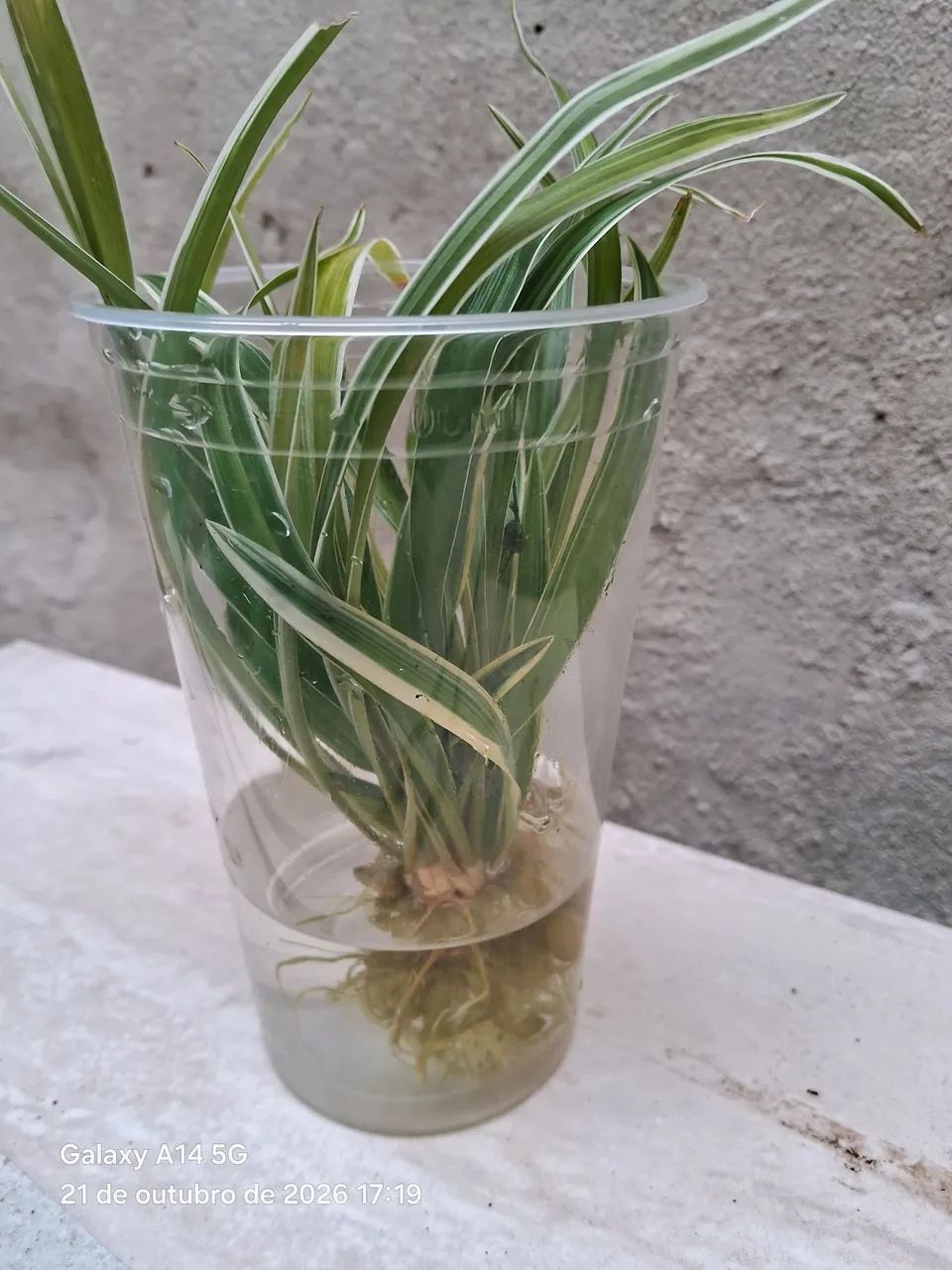 Planta-Aranha