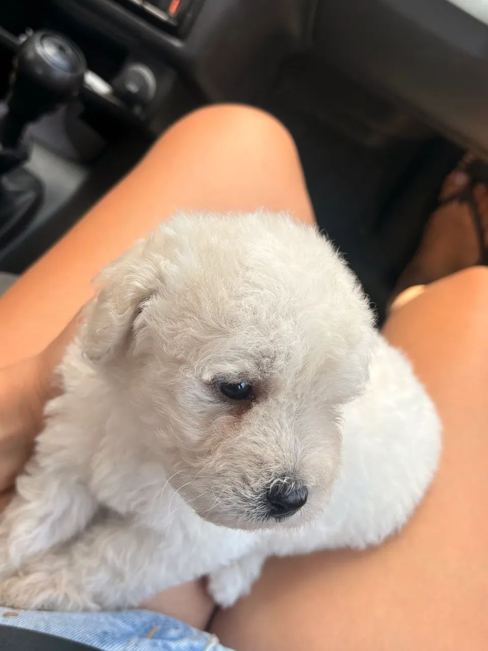 Poodle toy - Foto 2