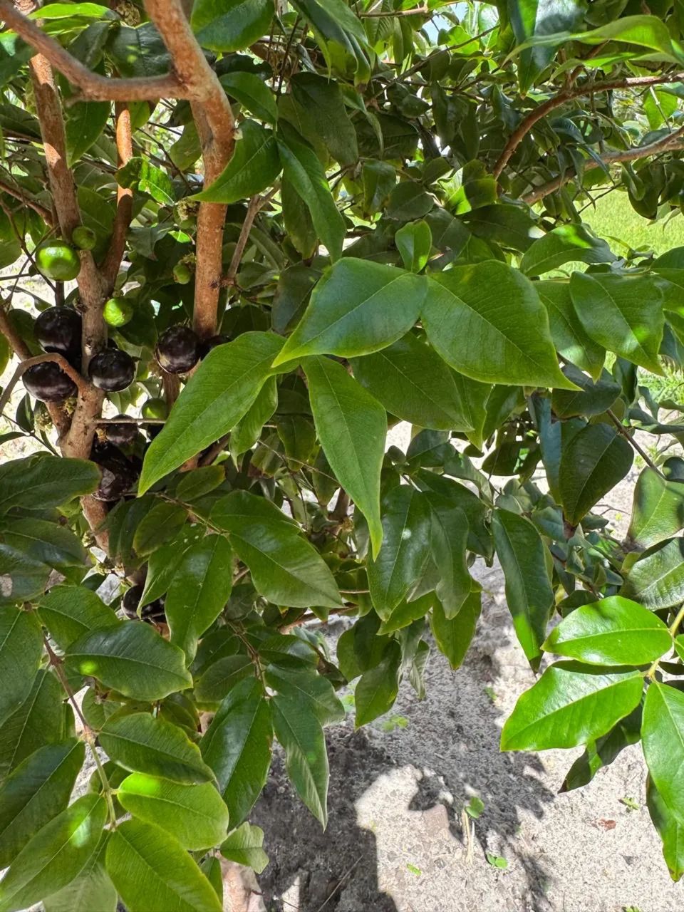  Vende-se um termo em Lagoa Redonda  - Foto 3