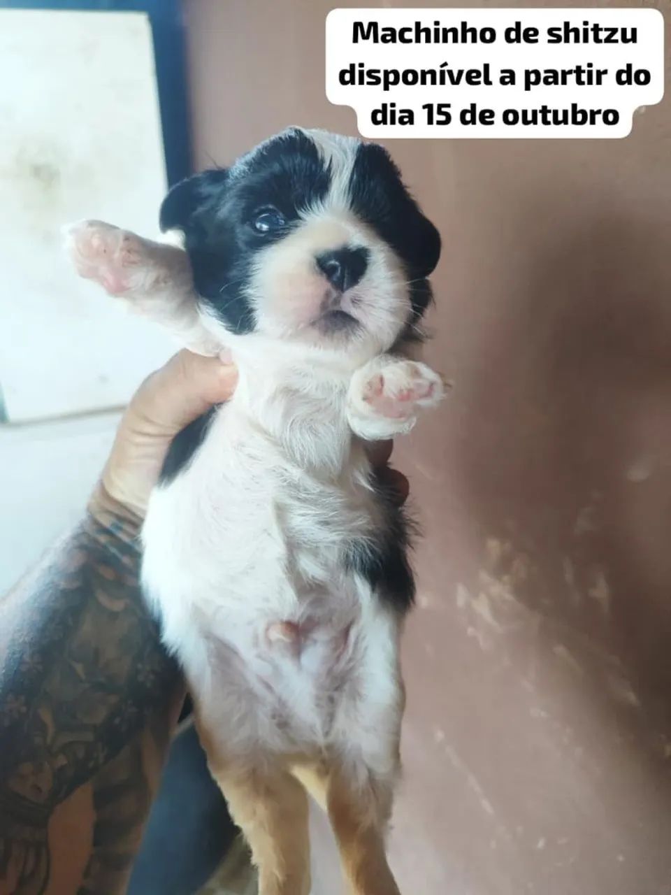 Filhote  machos de shitzu - Foto 2