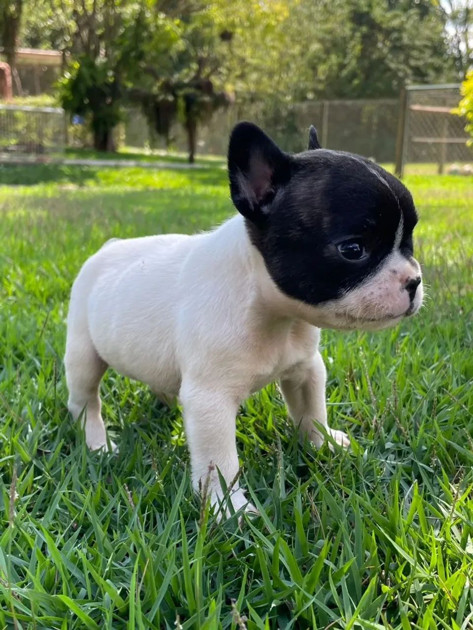 BULLDOG FRANCÊS MACHOS  - Foto 4