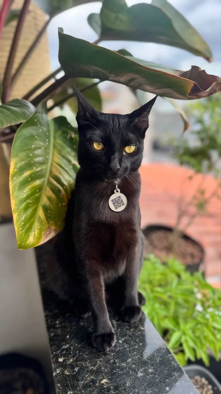 Gatinha para adoção responsável - castrada 1 ano de idade - Foto 3