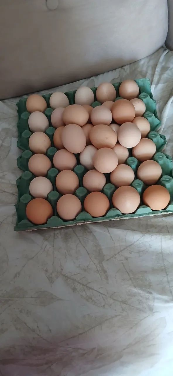 Ovos de GSB  - Foto 2