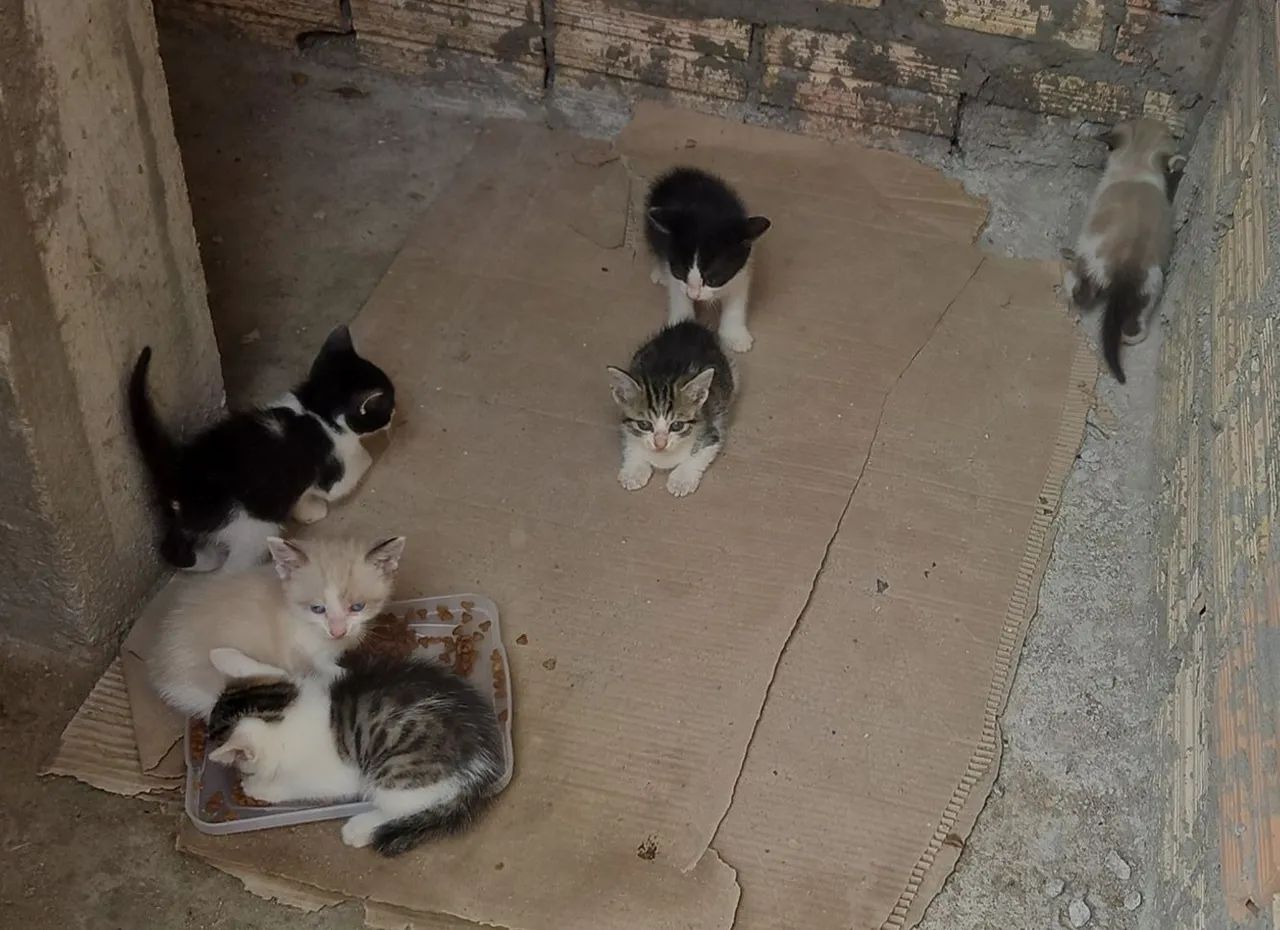 Gatinhos para doação - Foto 4