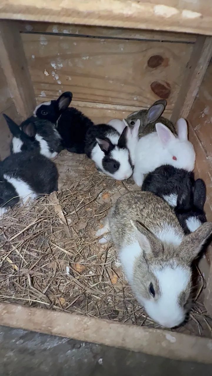 Coelhos 