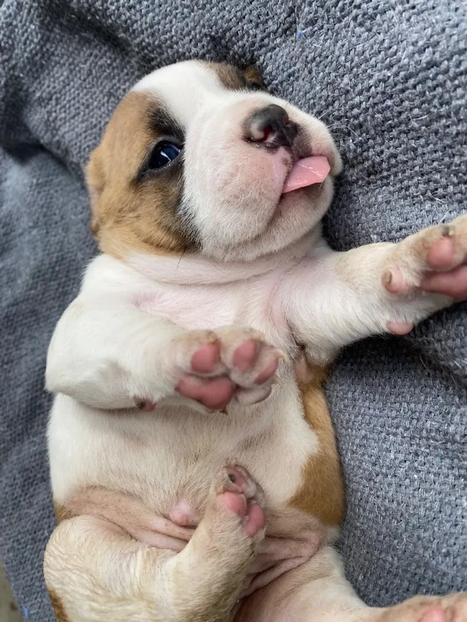 Cachorro 
