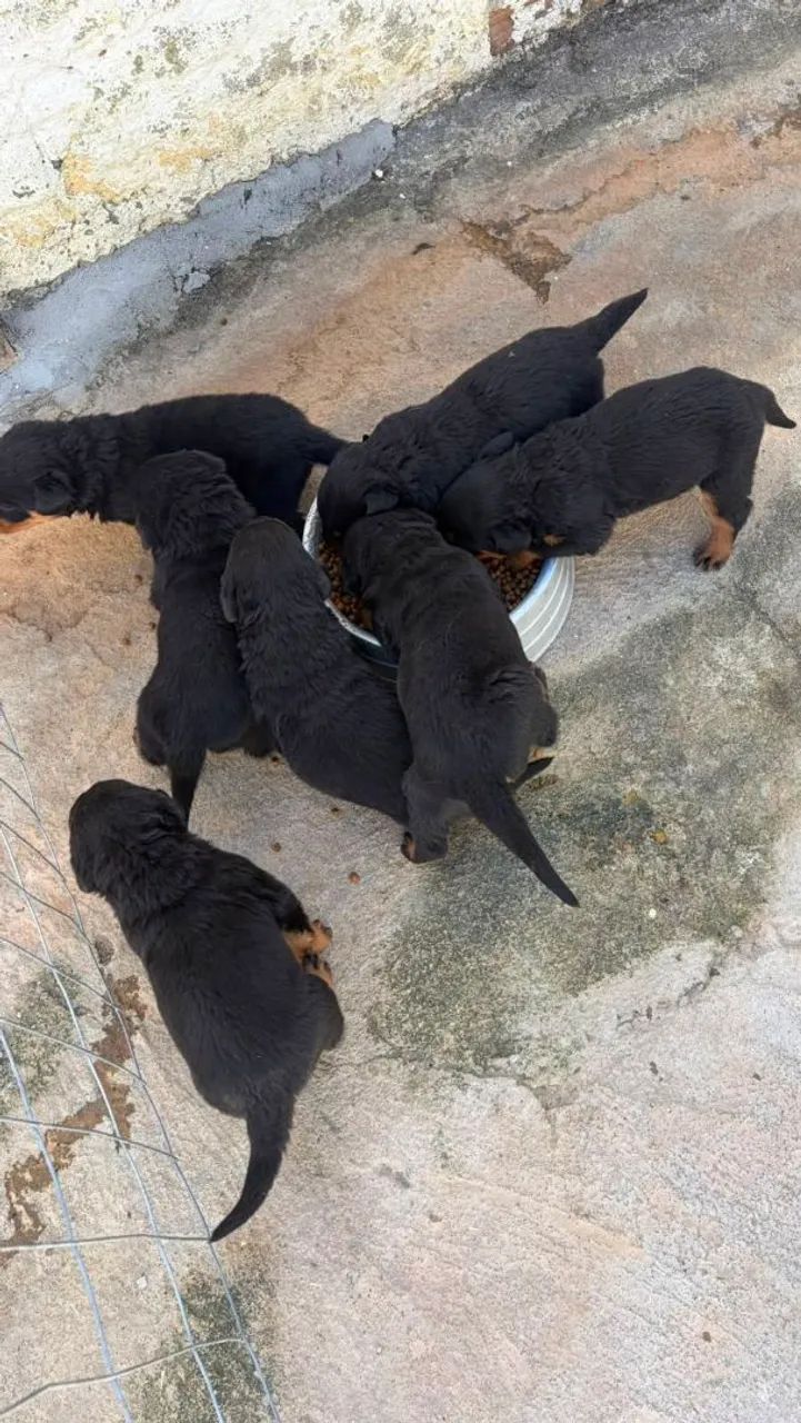 ROTTWEILER MACHO E FEMEA - Foto 5