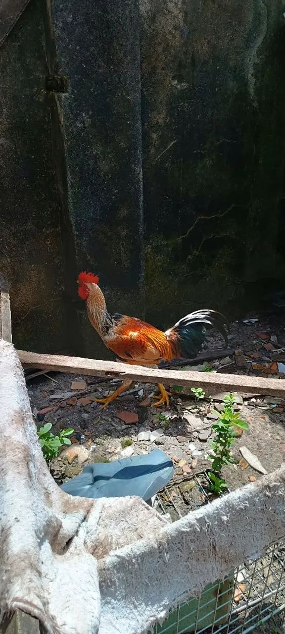 Galos adultos  - Foto 2