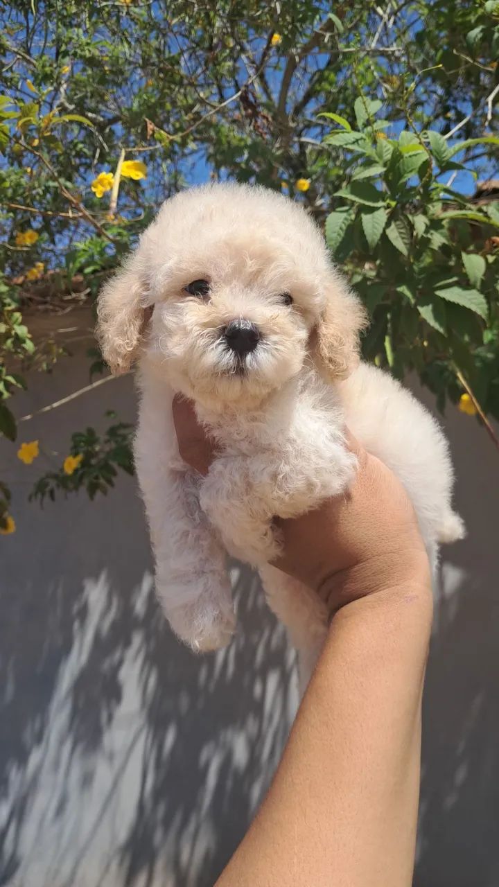 Lindo machinho de poodle  - Foto 3