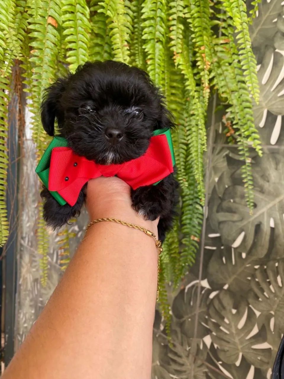 Lhasa apso