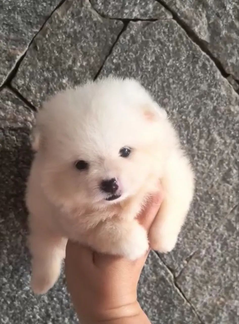 Bebezinhos de Spitz / Lulu - Foto 3