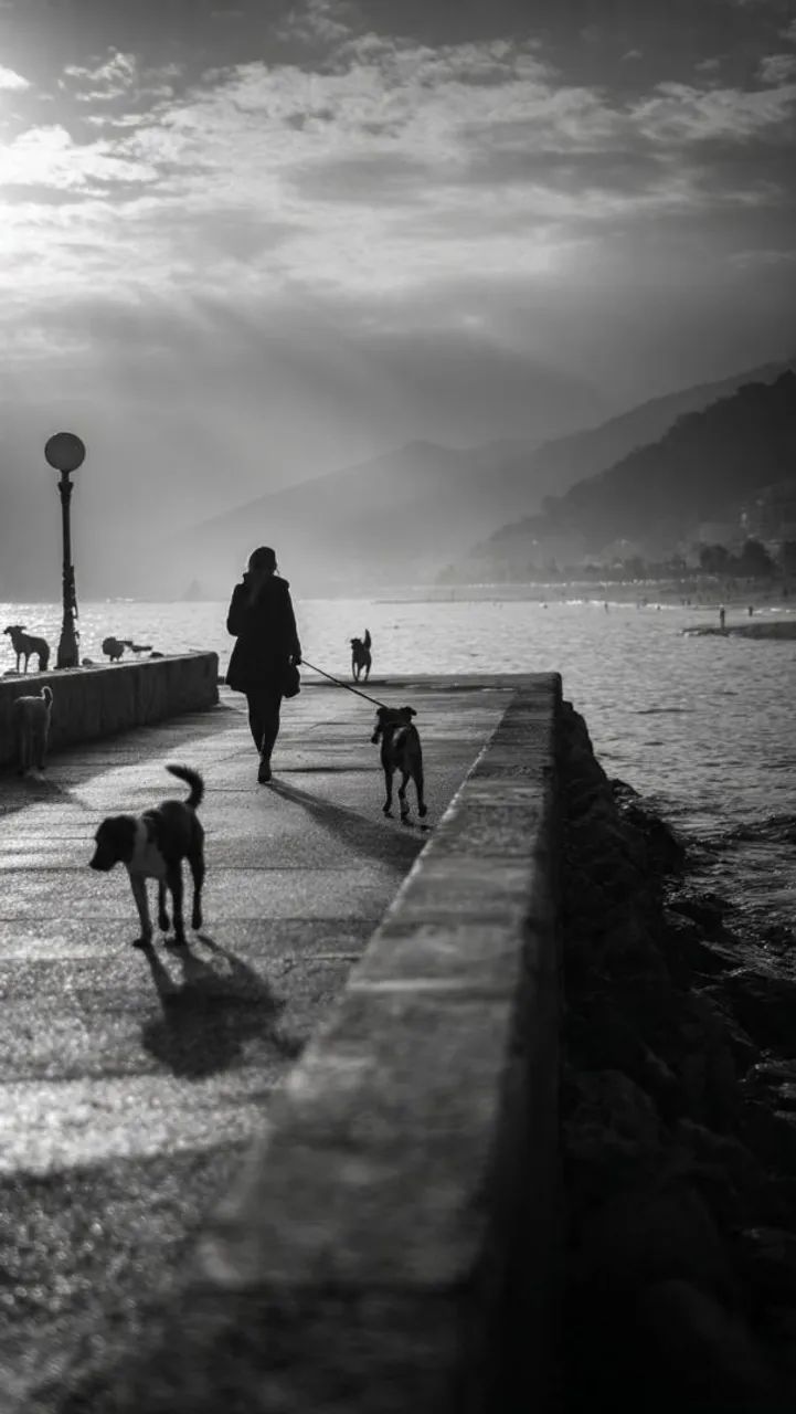 Passeio com seu Doguinho ?