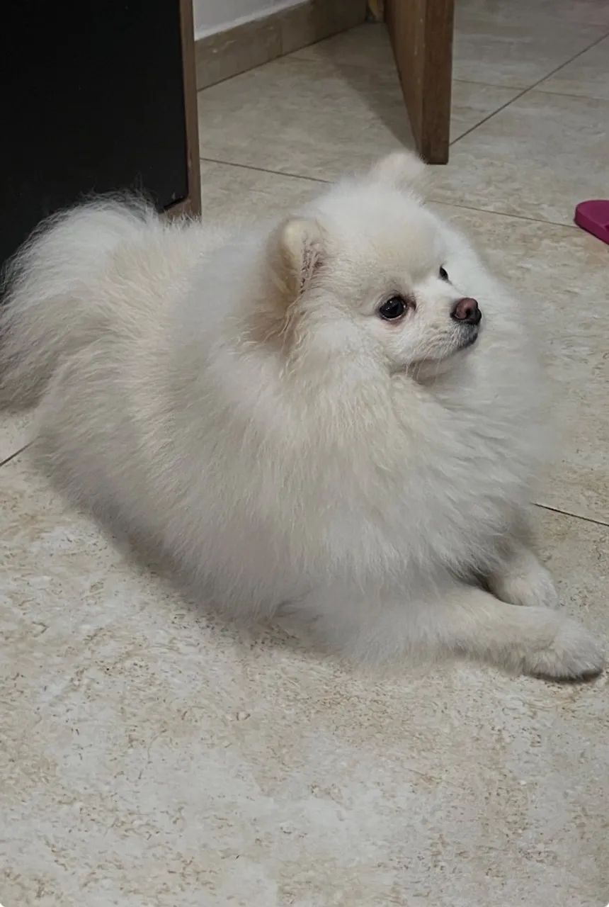 Cachorro spitz alemão - Foto 2