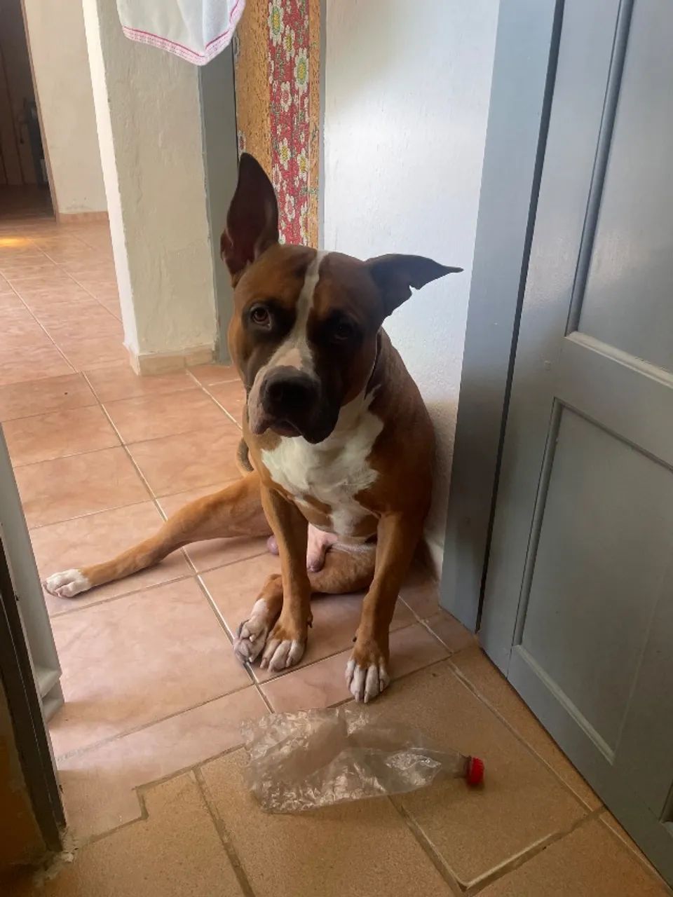 Doação de American Pitbull - Foto 3