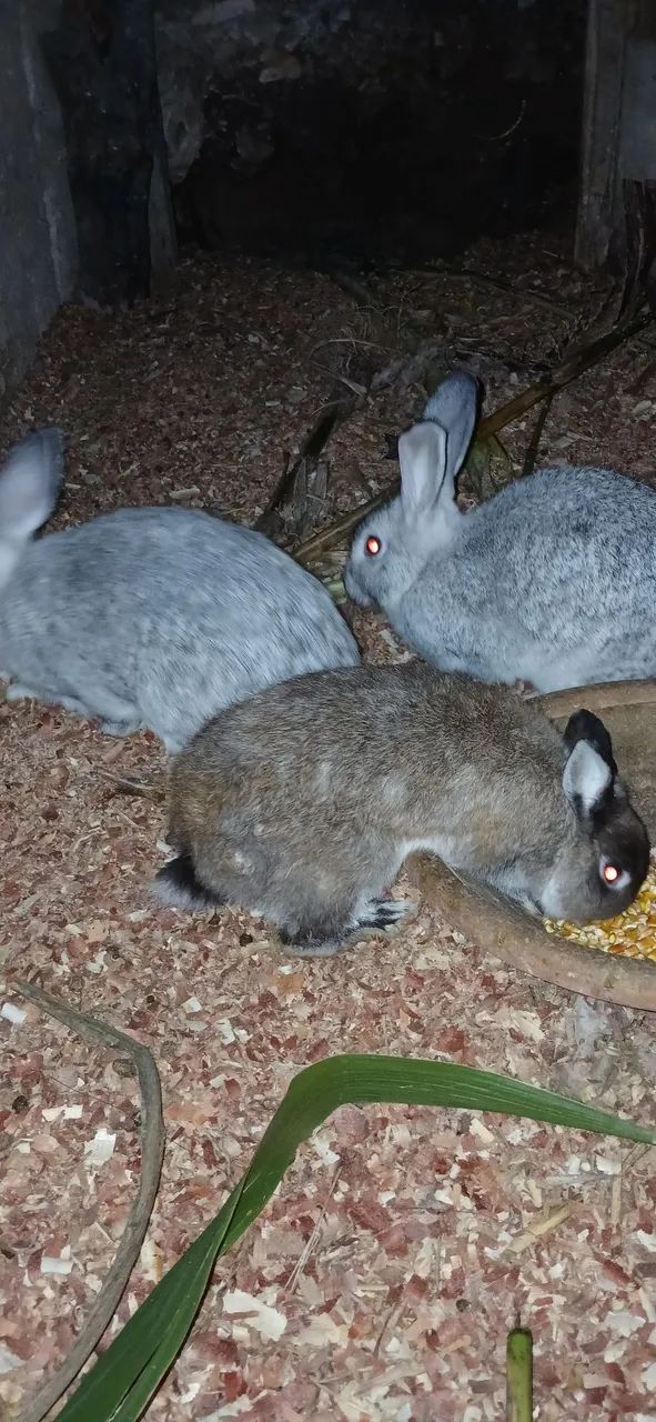Coelhos
