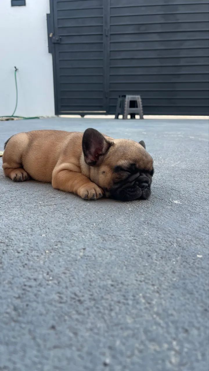 Venda de Buldogue francês  - Foto 4