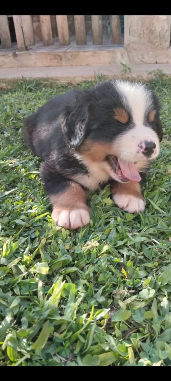 Bernese Mountain Dogs  - Foto 6