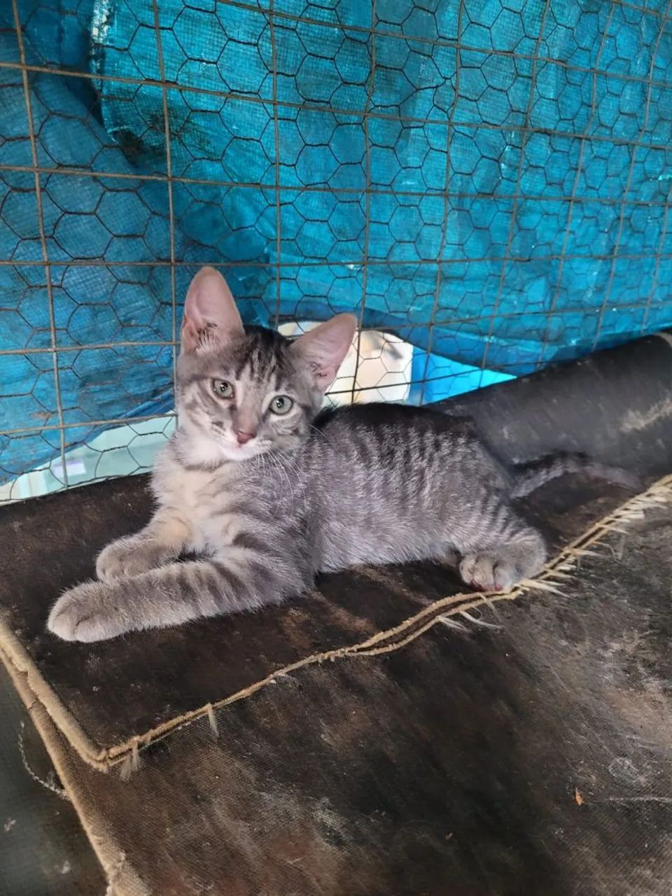 Gatinho para adoção 