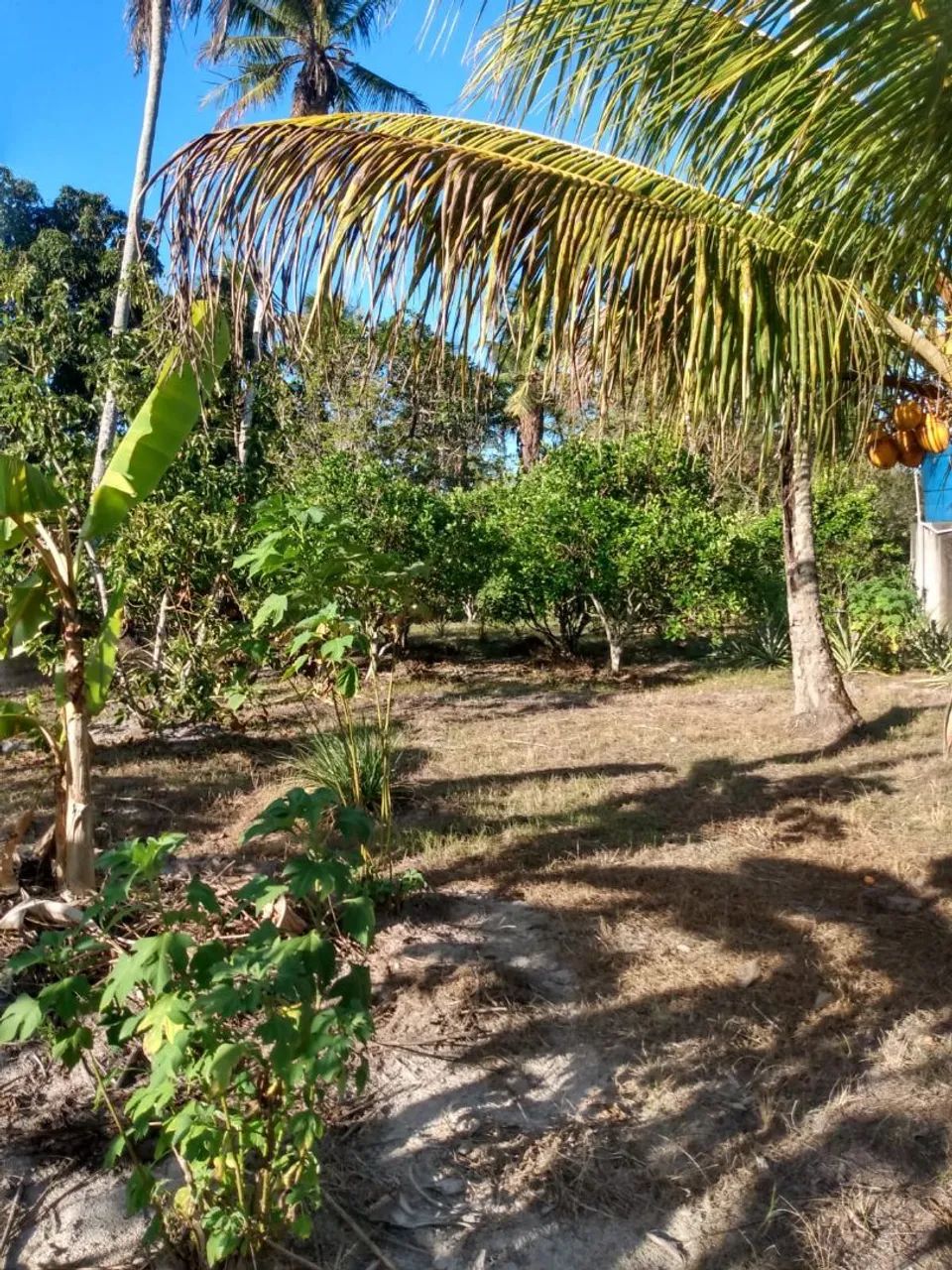 Vendo excelente sítio no povoado água bonita Itapuranga  - Foto 2