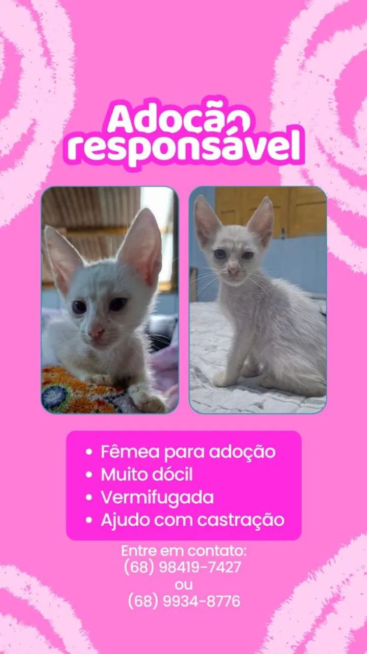 Gatinhas fêmeas para adoção.