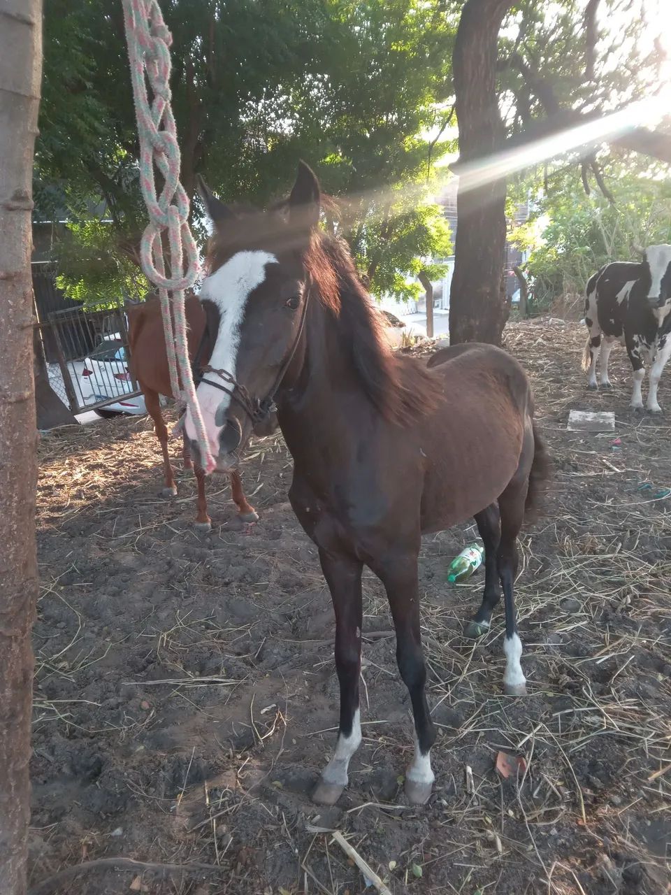 Cavalo