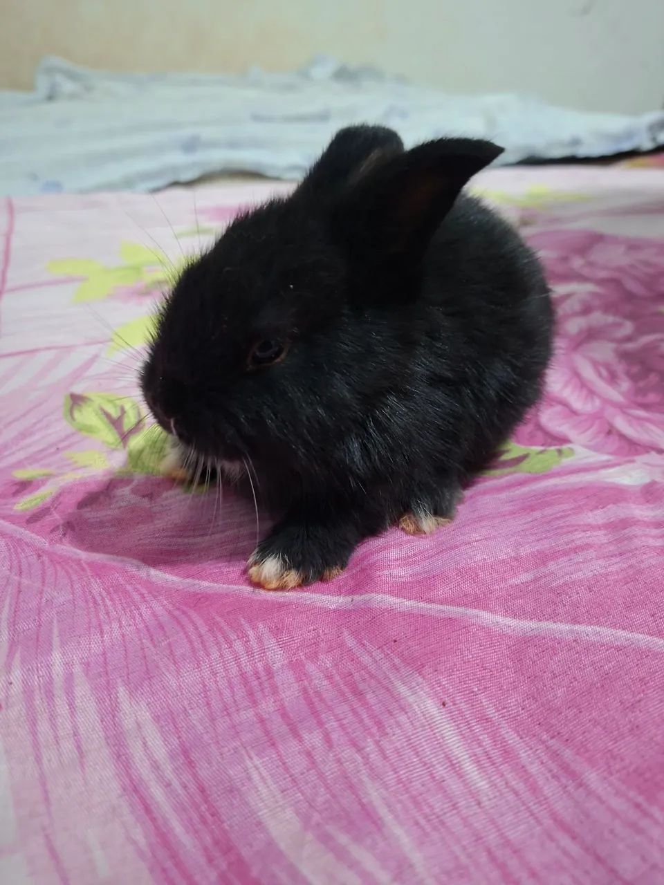 vende coelho