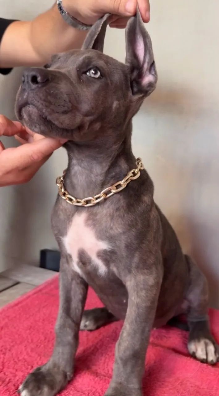 Cane Corso  - Foto 4