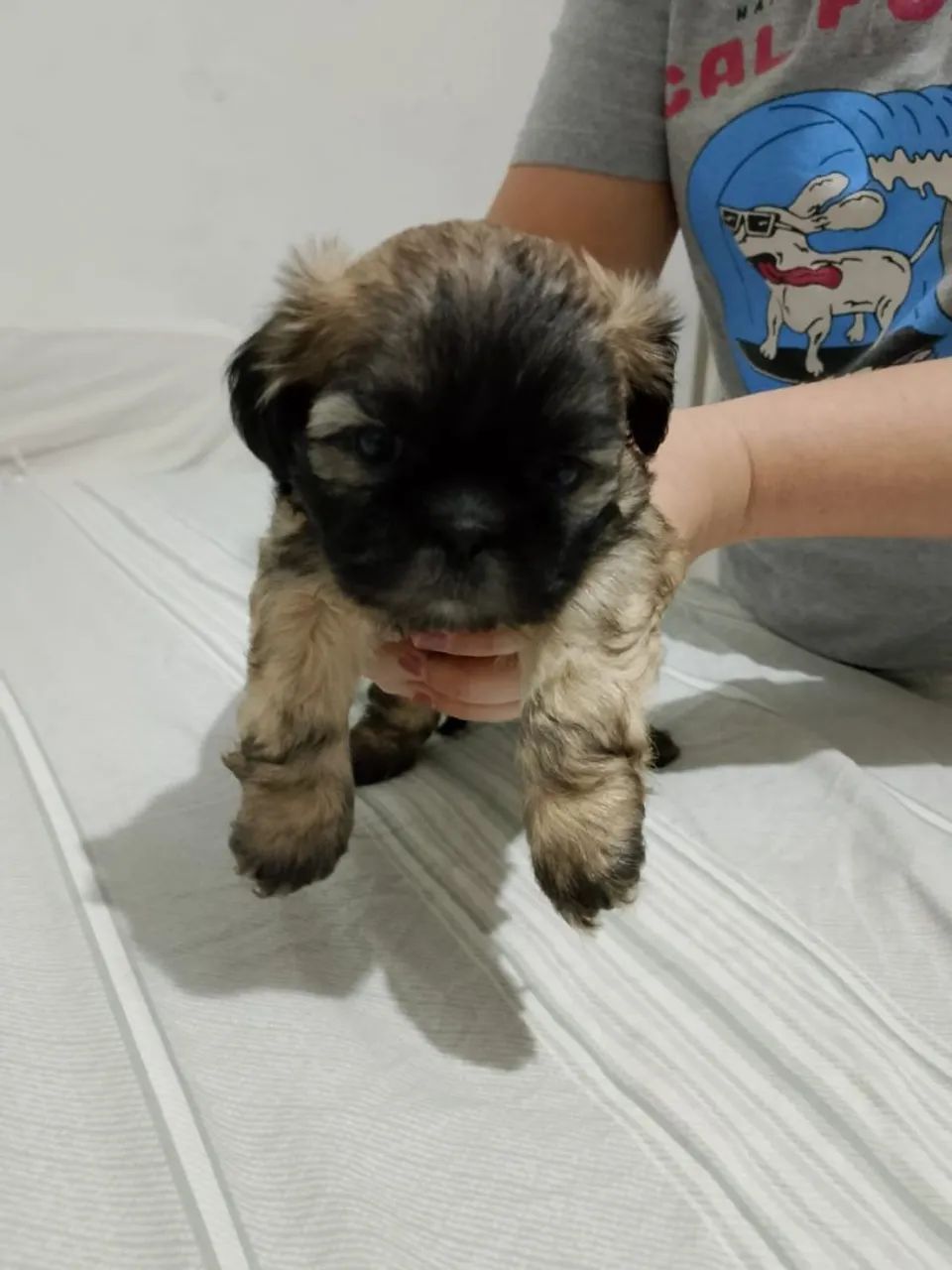 Cachorro  - Foto 5