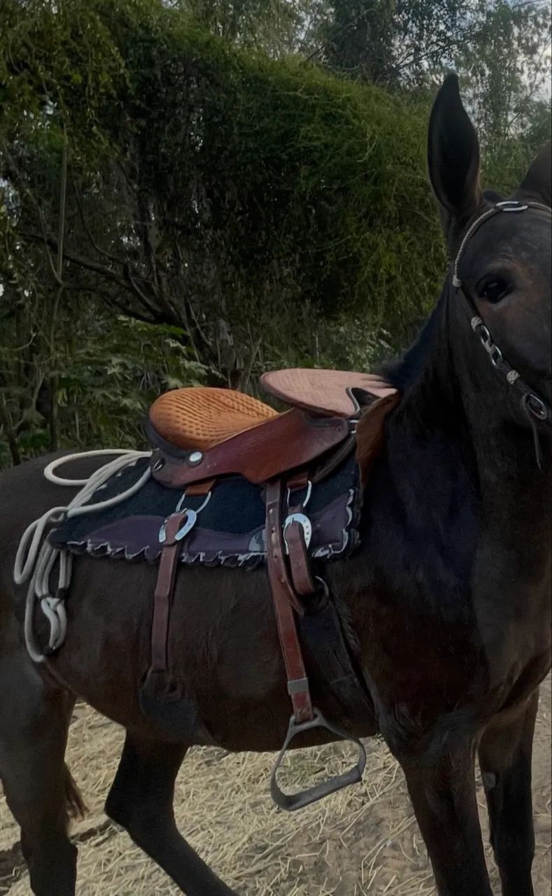 Sela/Arreio de cabeça! - Foto 2