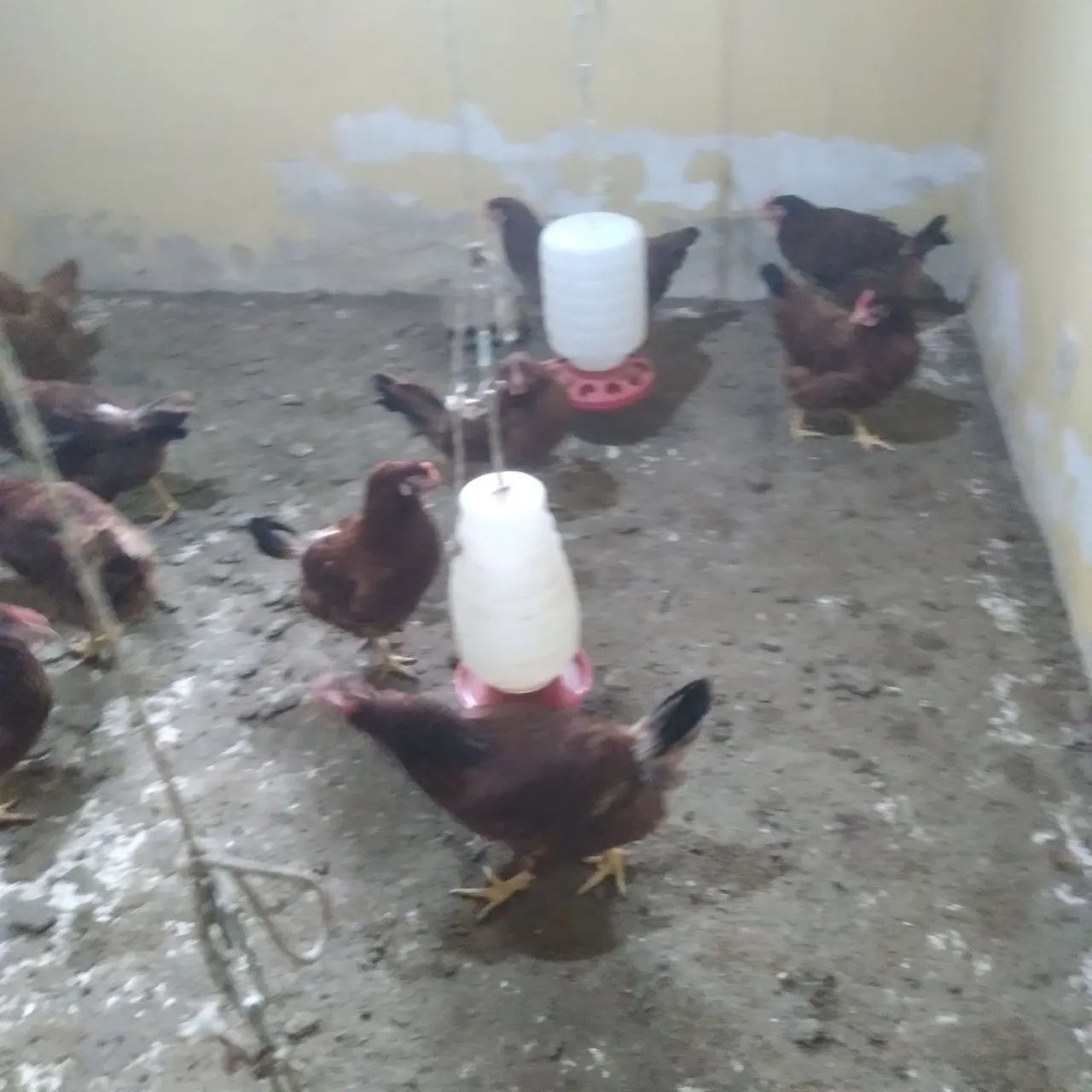 Galinha ponhadeira - Foto 5