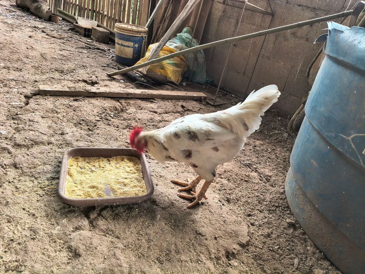 Frango caipira 