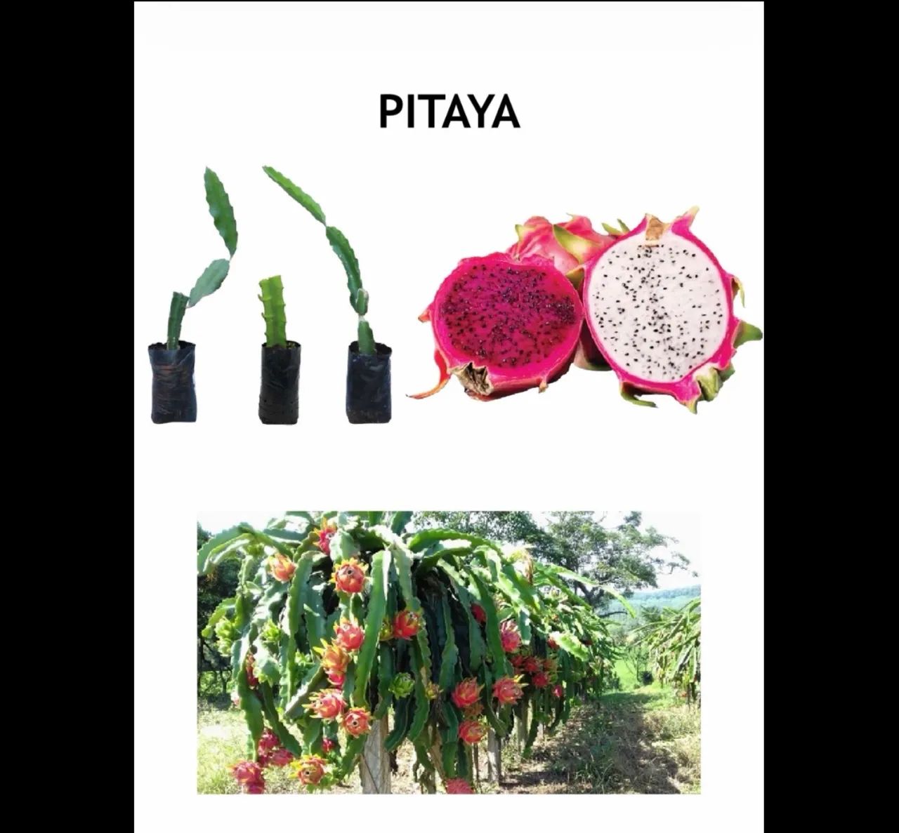 MUDAS FRUTÍFERAS E ORNAMENTAIS  - Foto 5