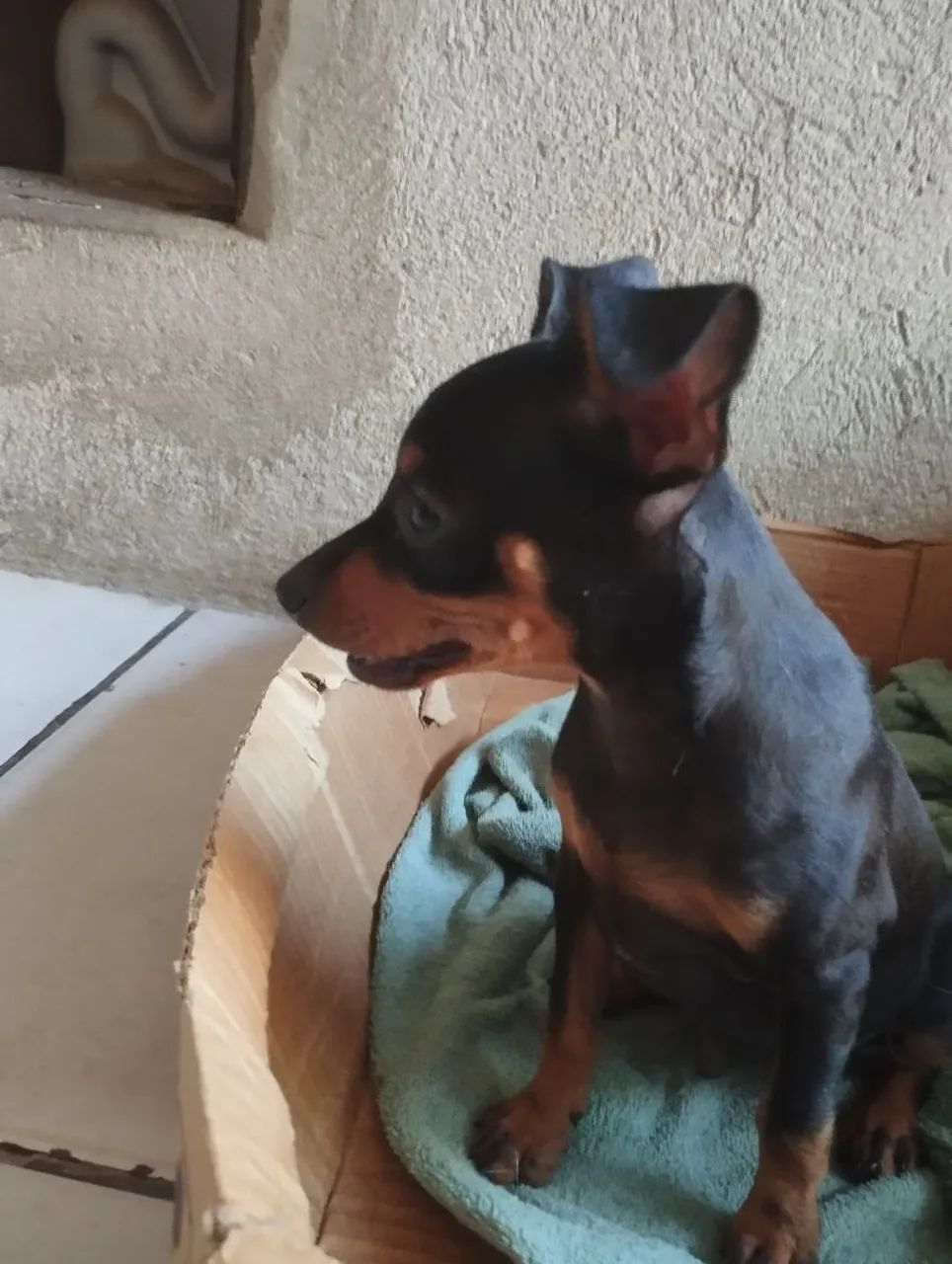 Pinscher pequenino. - Foto 2