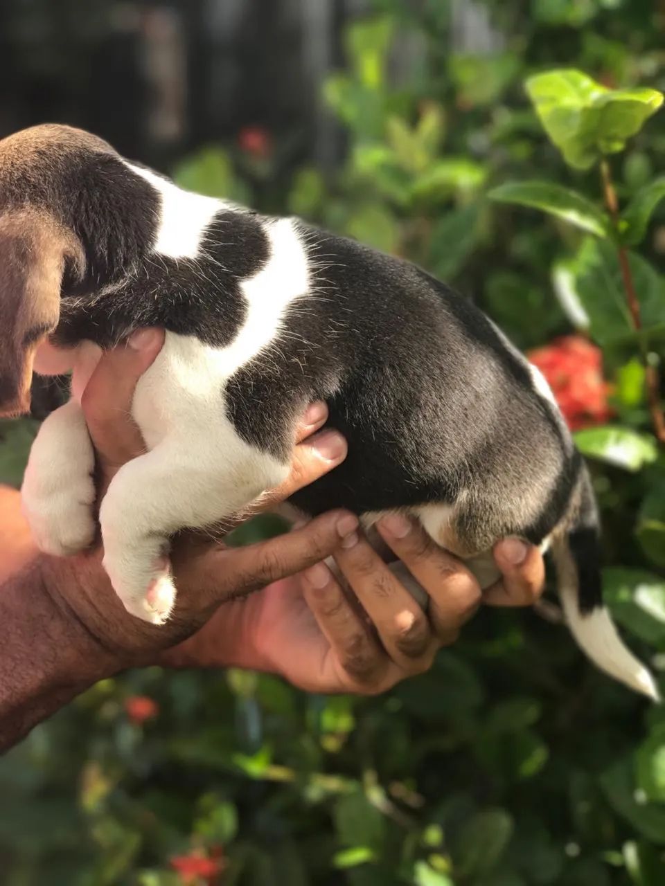 Filhotes de Beagle 13 polegadas com pedigree disponíveis para venda  - Foto 4