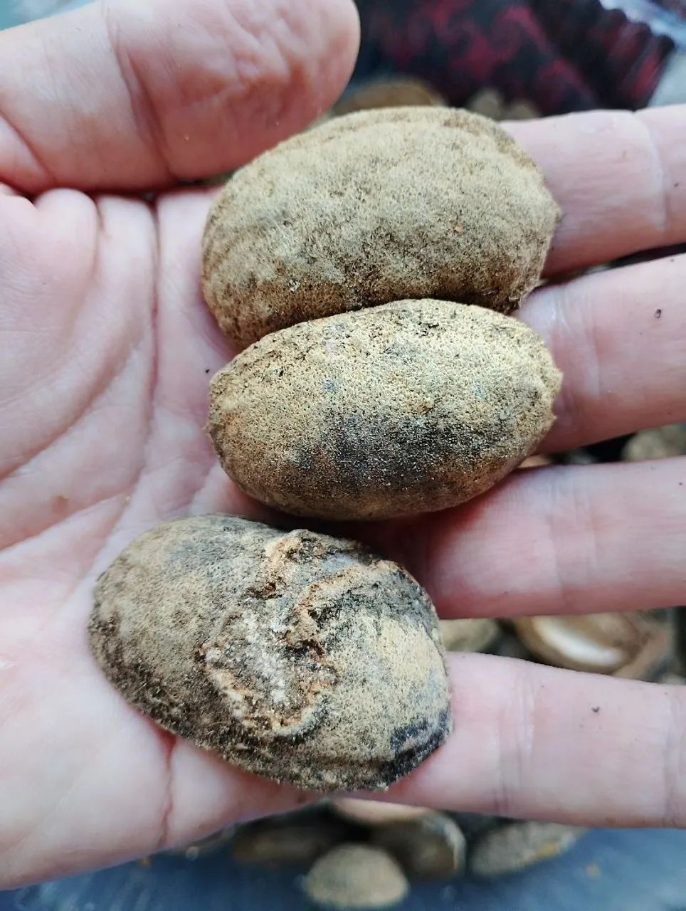 Capsulas de cumaru para artesanato 50 reais o cento - Foto 3