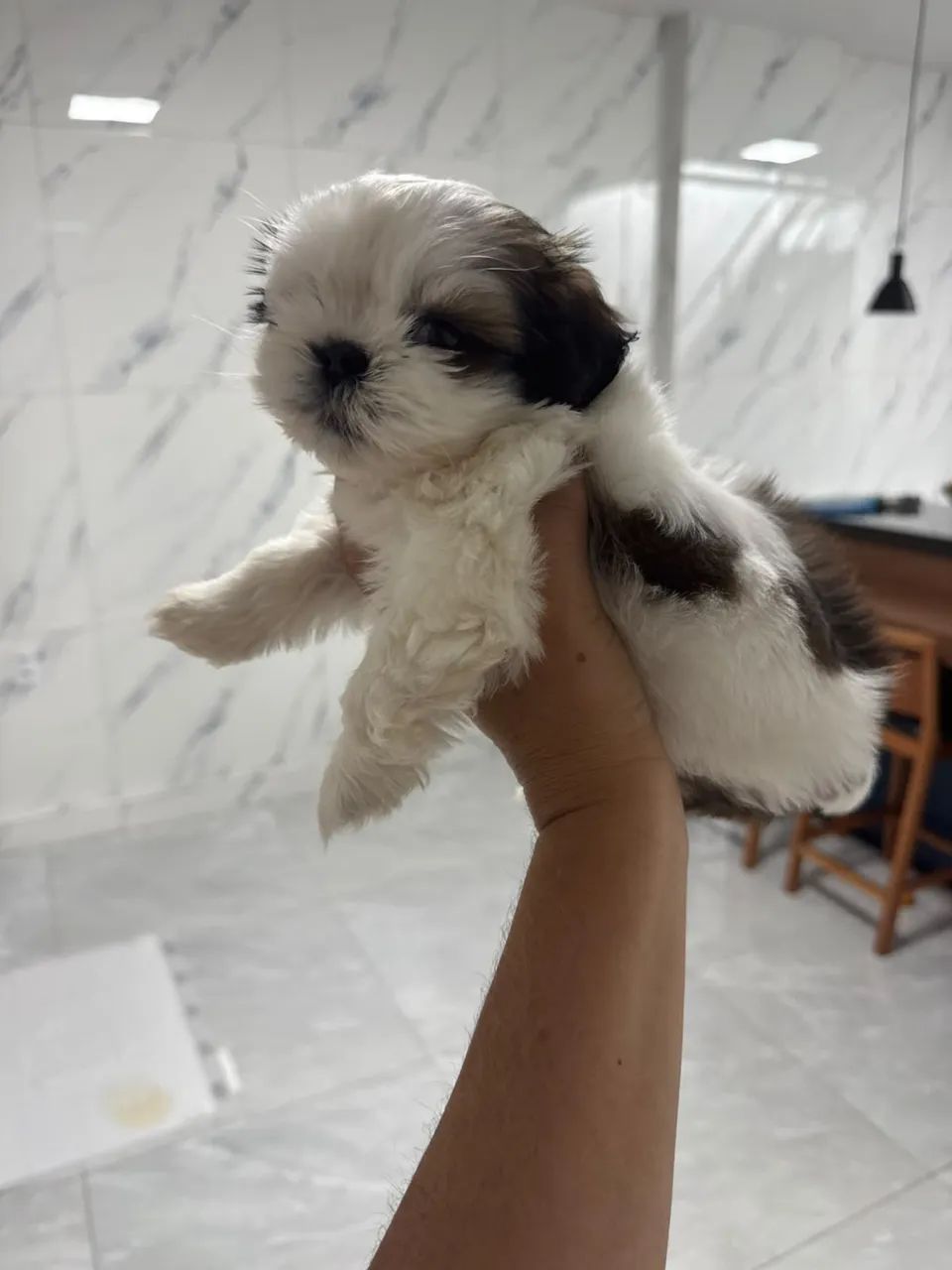 Cachorro  - Foto 2