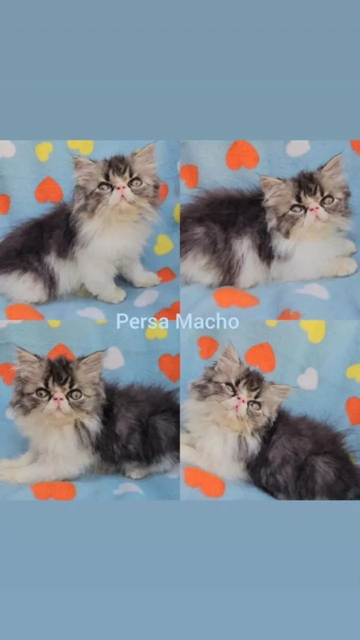 Persas, Exóticos e Himalaios Filhotes - Gatil BSB Cat