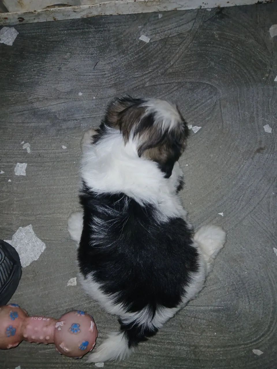 Shih-Tzu Fêmea apenas 1.100,00 av - Foto 3