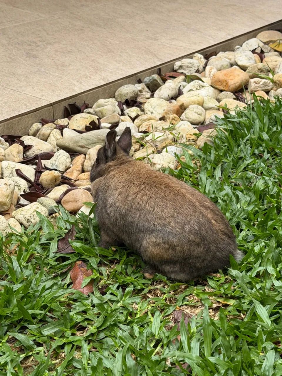 Mini coelho Netherland Dwarf - Foto 5