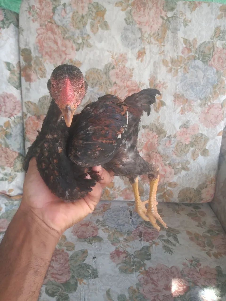 Frangos e frangas  - Foto 2