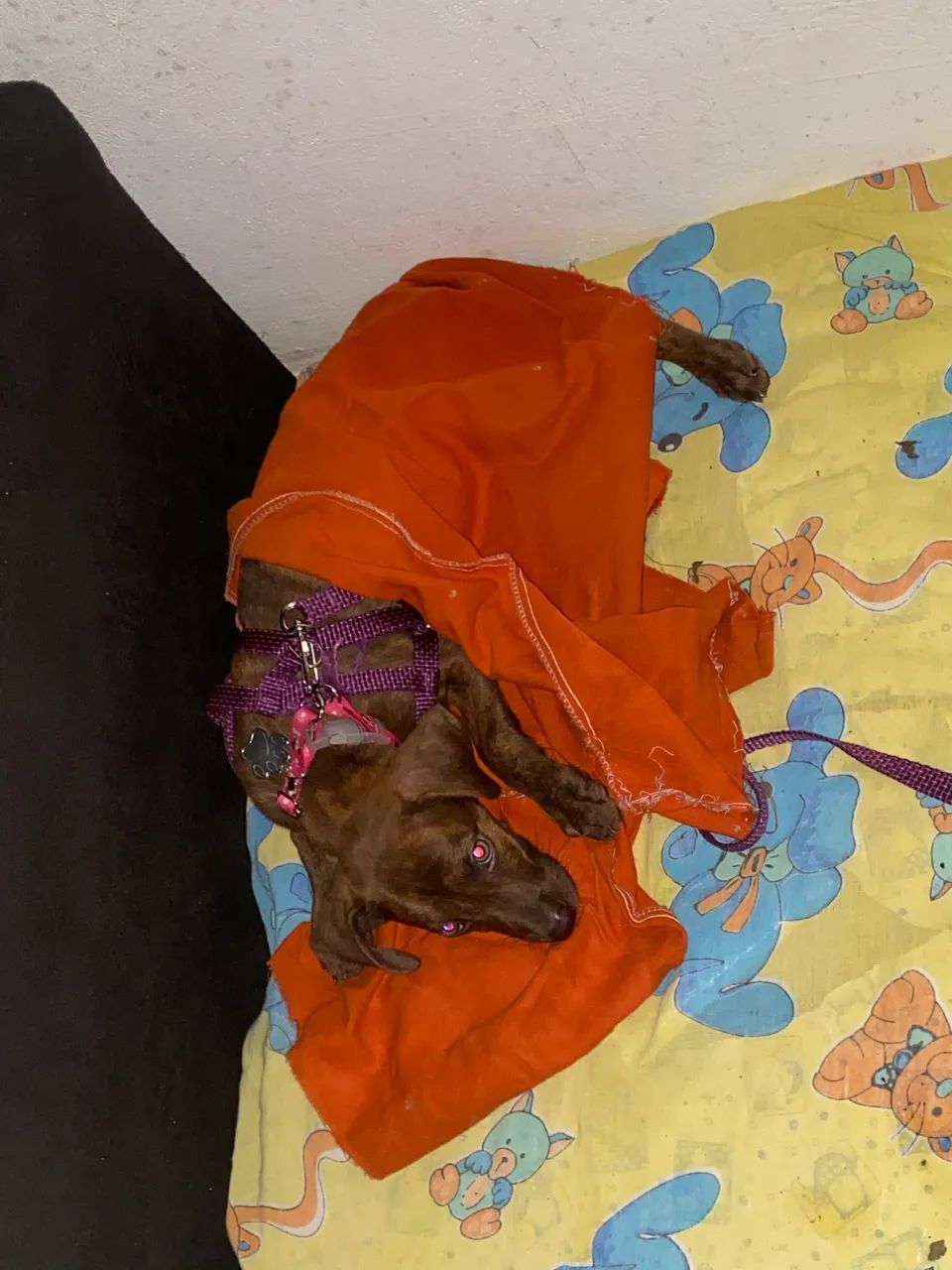 Adoção  - Foto 2