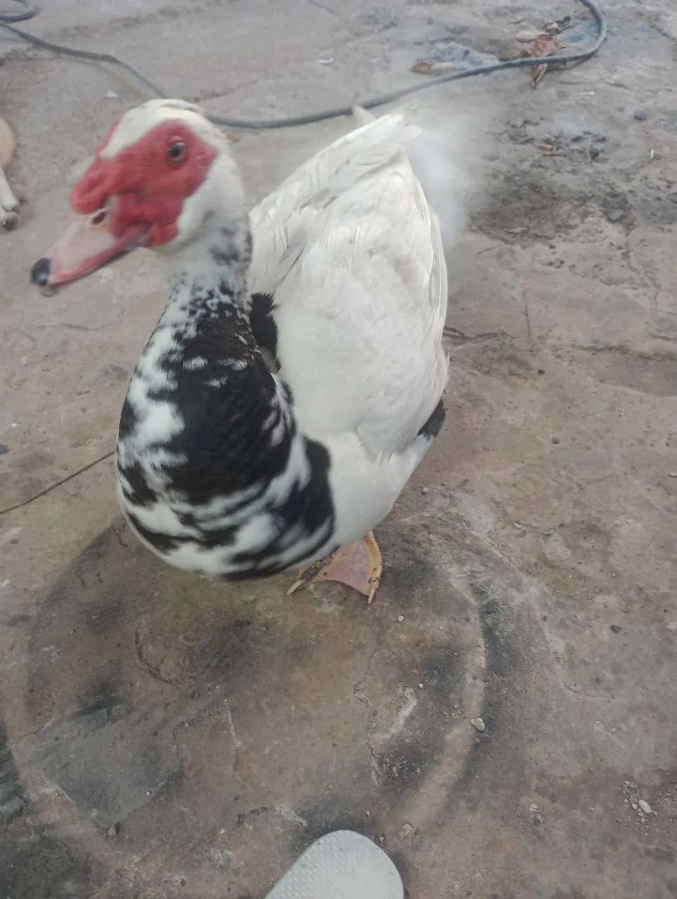 Pato