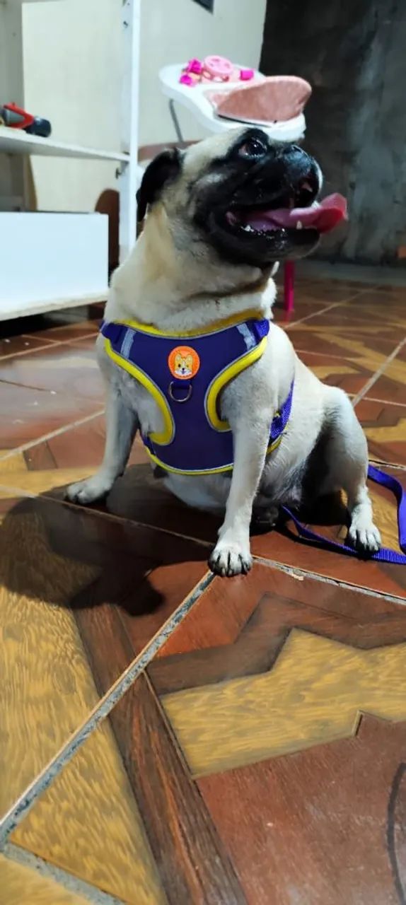 Filhote de Pug  - Foto 5