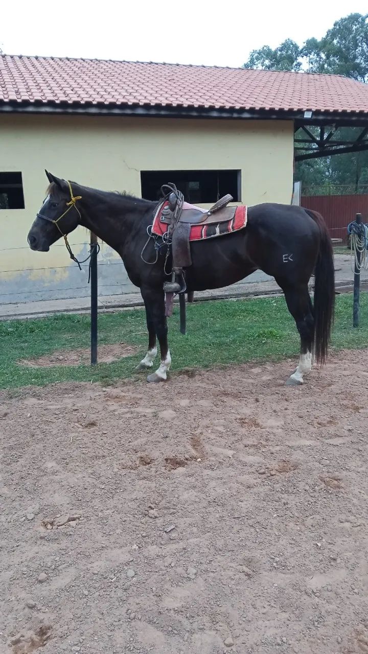 Égua Quarto de Milha