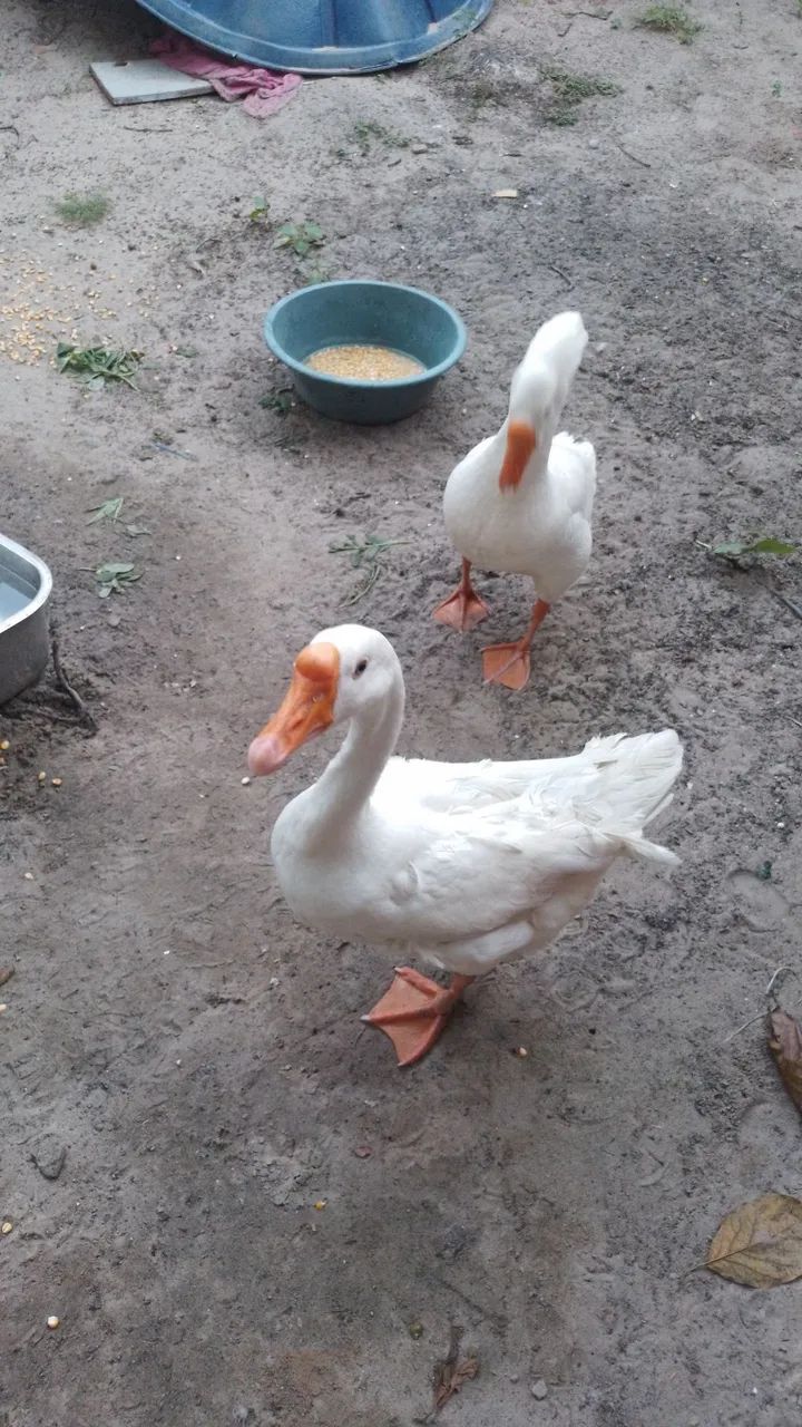 Aves