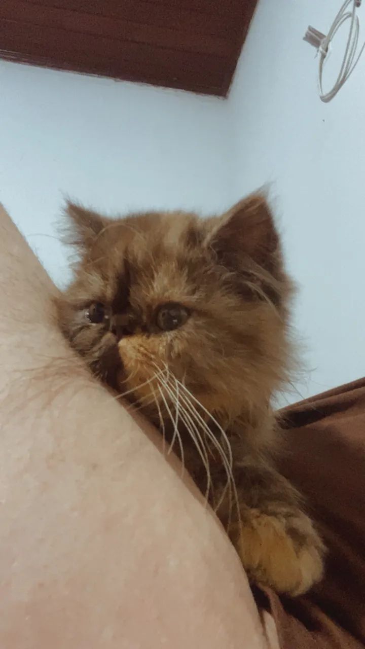 Gata persa