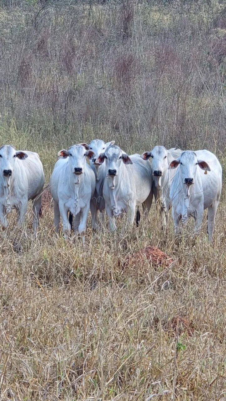 gado