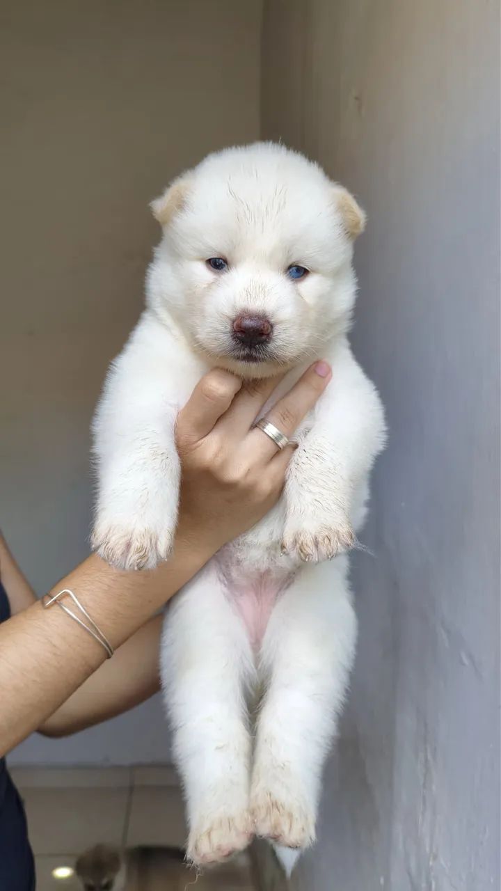 Filhotes de Husky super saudáveis  - Foto 3